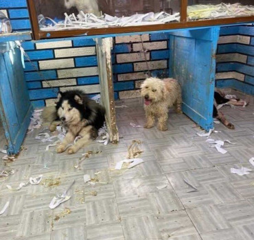 SAUVONS LES CHIENS DU MAROC