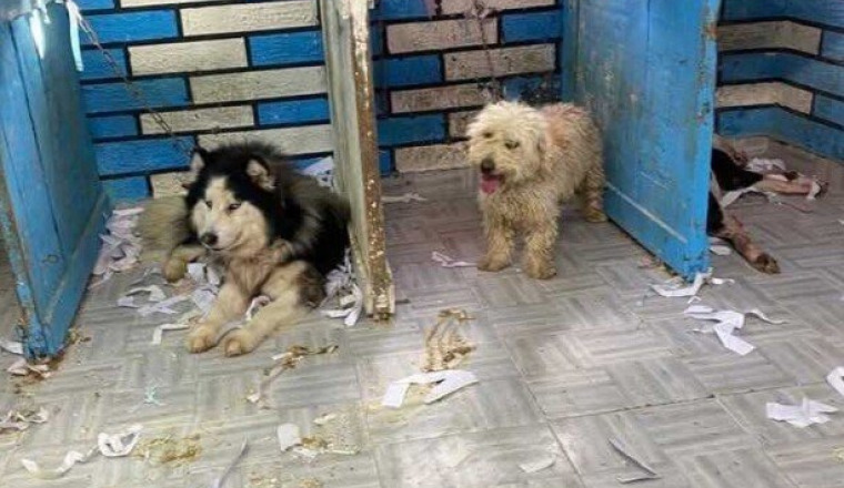 SAUVONS LES CHIENS DU MAROC