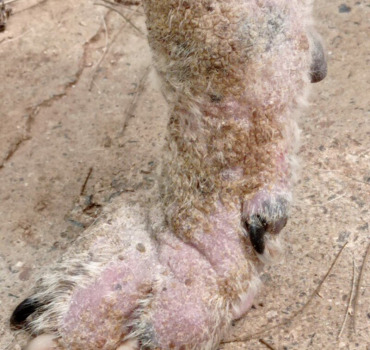 SOS - PONGO A LA DERMATITE