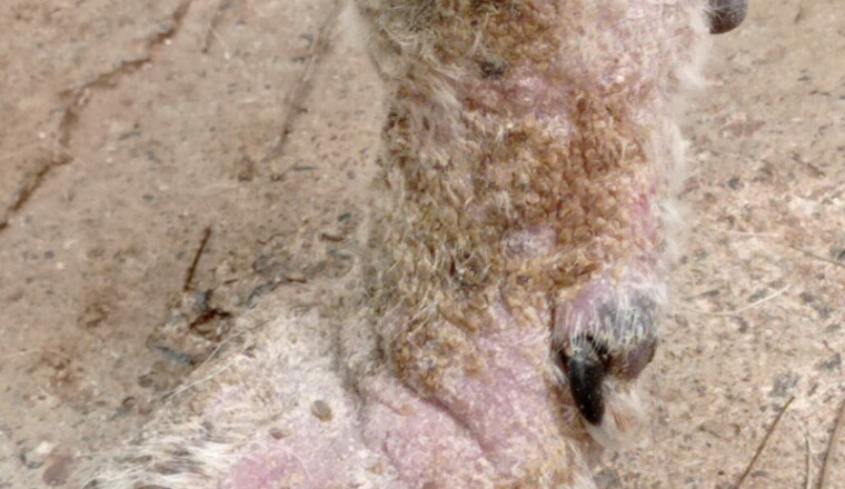 SOS - PONGO A LA DERMATITE