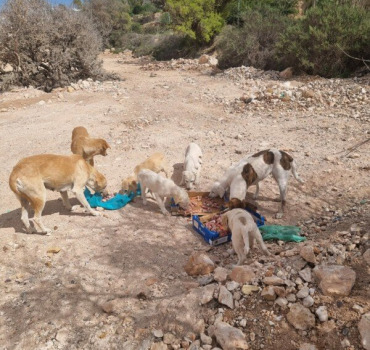 Un coup de patte pour nourrir les chiens errants
