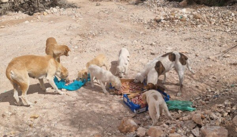 Un coup de patte pour nourrir les chiens errants