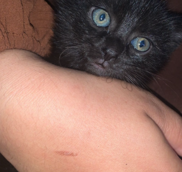 Sauvons mon chat blessé, chaque aide compte !