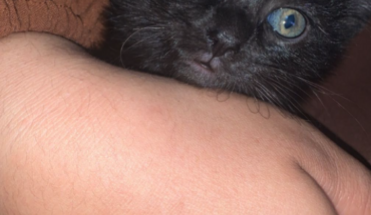 Sauvons mon chat blessé, chaque aide compte !