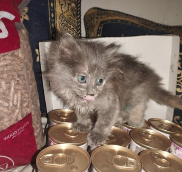 SAUVONS GRISETTE ChaTon atteint de la PIF