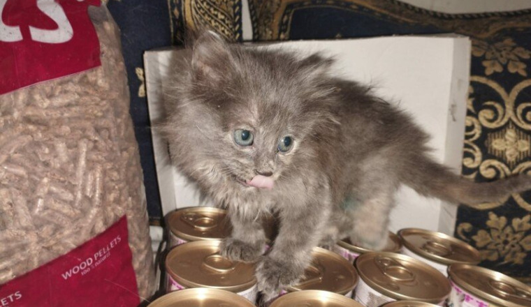 SAUVONS GRISETTE ChaTon atteint de la PIF