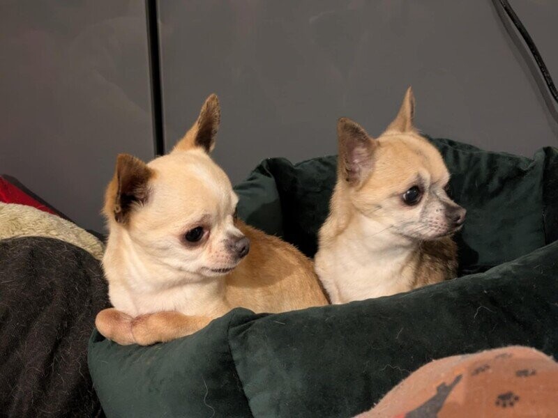IRM Narco mâle chihuahua de 9 ans