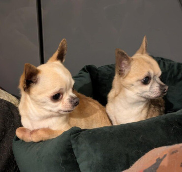IRM Narco mâle chihuahua de 9 ans