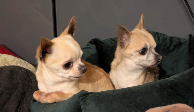 IRM Narco mâle chihuahua de 9 ans