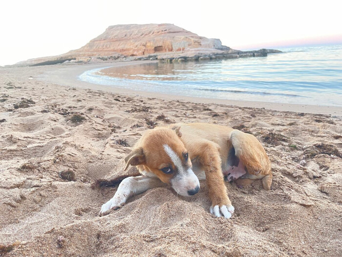 Image justificative de la cagnotte