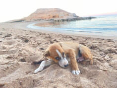 Image justificative de la cagnotte