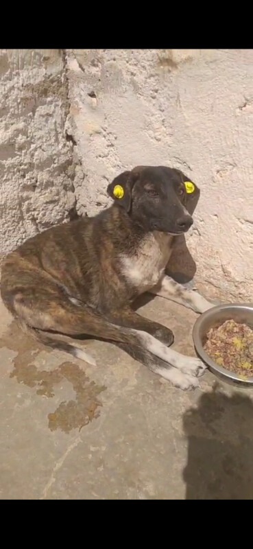 Image justificative de la cagnotte
