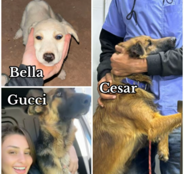 Sérologie Bella, César et Gucci