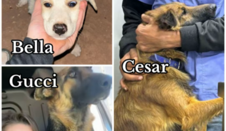 Sérologie Bella, César et Gucci