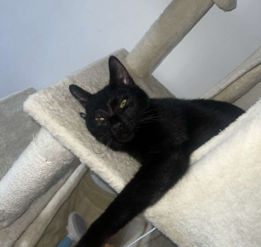 Pour sauver mon chat Yami, tombé du sixième étage.