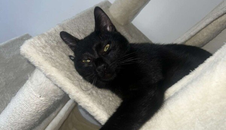 Pour sauver mon chat Yami, tombé du sixième étage.