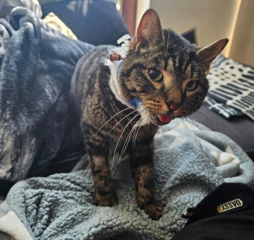 Opération de la mâchoire de Filou!