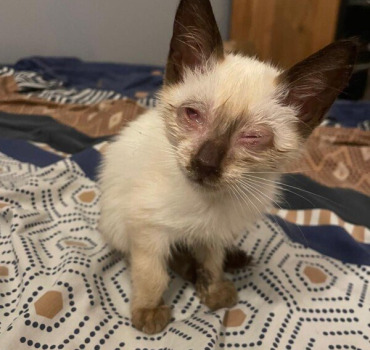 Chaton coryza