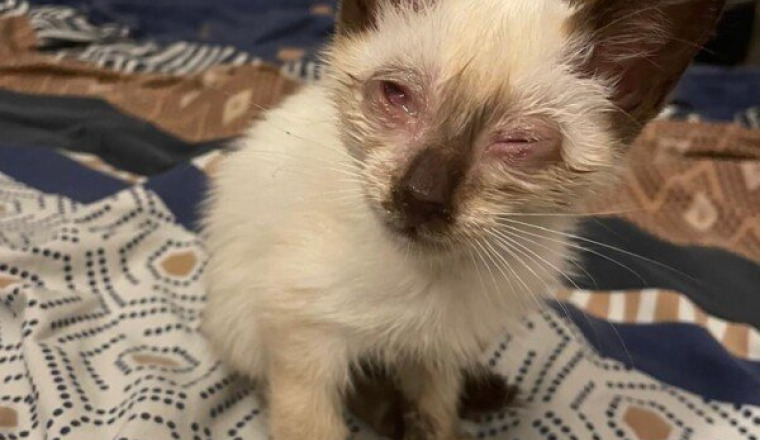 Chaton coryza