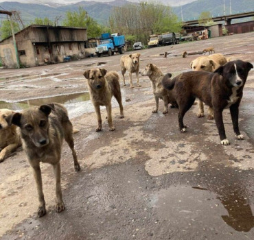 Aidons les chiens d’Arménie 🌞
