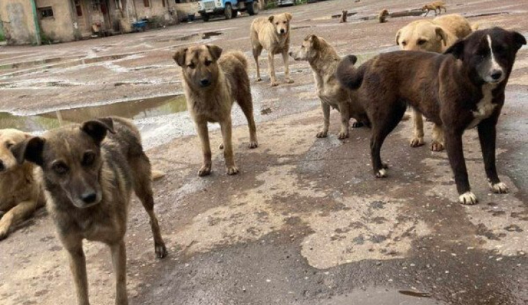 Aidons les chiens d’Arménie 🌞