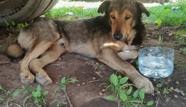 Chibani chien errant
