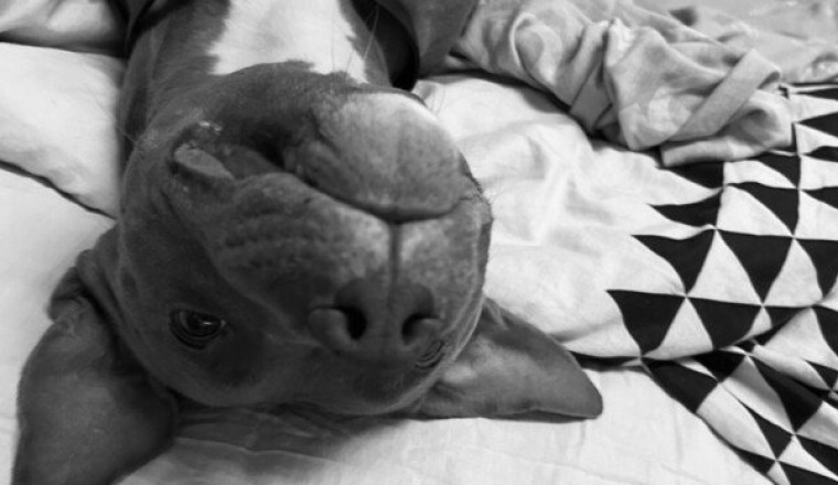 Sauvetage XENA