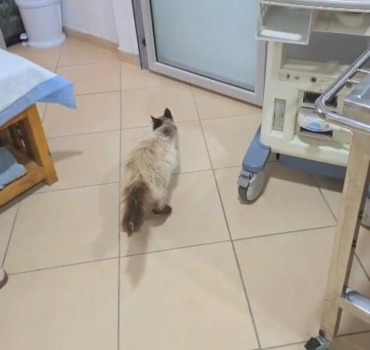 Maman chatte jetée à la rue et percutée