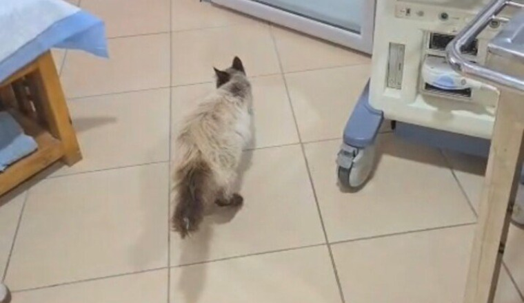 Maman chatte jetée à la rue et percutée