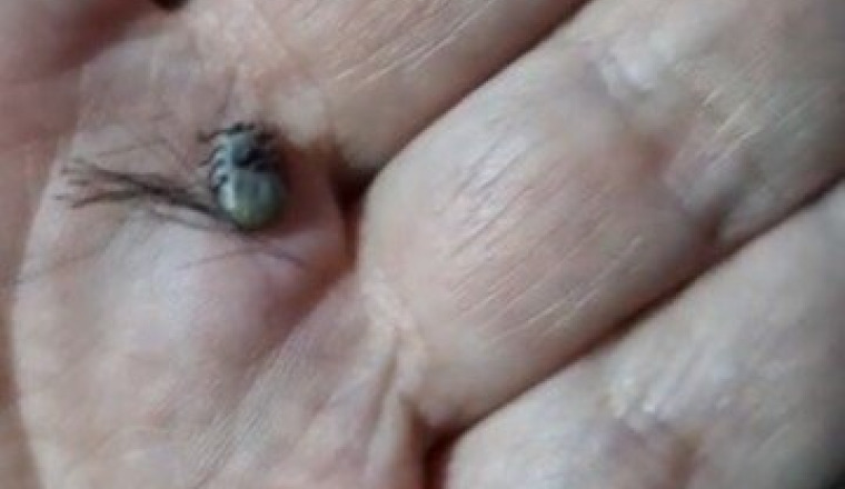 URGENCE INVASION DE TIQUES REFUGE LUPY