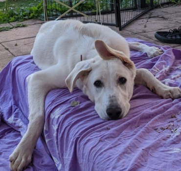 💛 Soutien pour Nezuko – Aidez-nous à la sauver 🐾