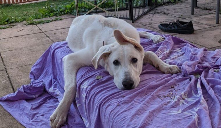 💛 Soutien pour Nezuko – Aidez-nous à la sauver 🐾