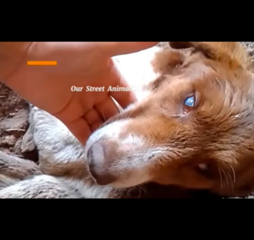 SOS CHIENNE FEMELLE AVEUGLE EN DANGER DE MORT