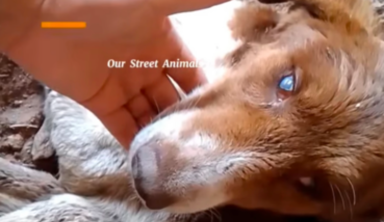 SOS CHIENNE FEMELLE AVEUGLE EN DANGER DE MORT