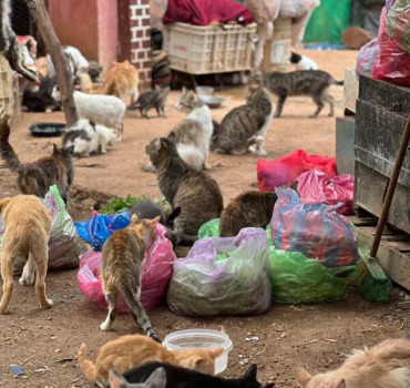 Sauvetage animaux Meknes