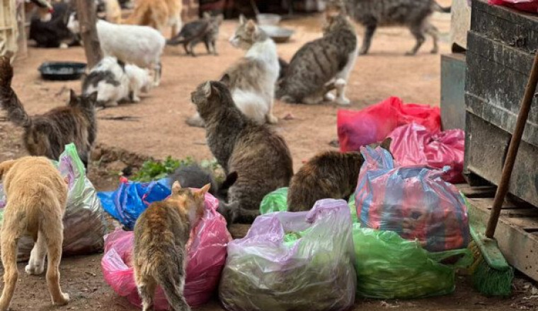Sauvetage animaux Meknes