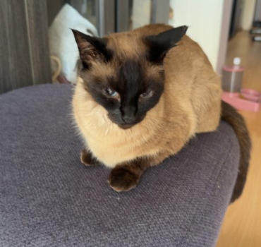Soutien pour Mon Chat – Urgence vétérinaire