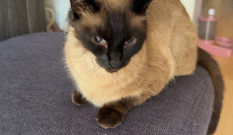 Soutien pour Mon Chat – Urgence vétérinaire