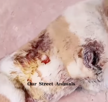 SOS CHIOT EN URGENCE ABSOLUE