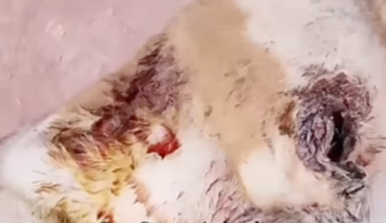 SOS CHIOT EN URGENCE ABSOLUE