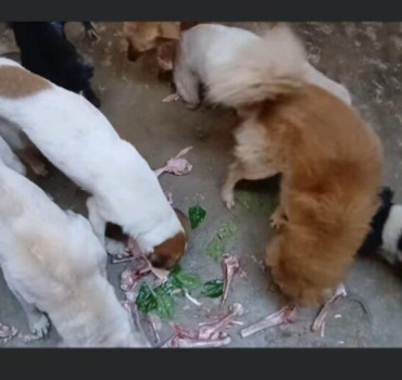 URGENT ! Sauvez les 350 animaux de Sabrina