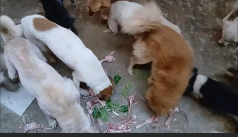 URGENT ! Sauvez les 350 animaux de Sabrina