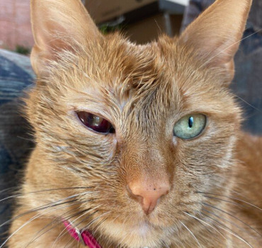 Opération Cannelle le chat