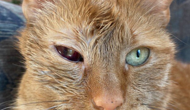 Opération Cannelle le chat