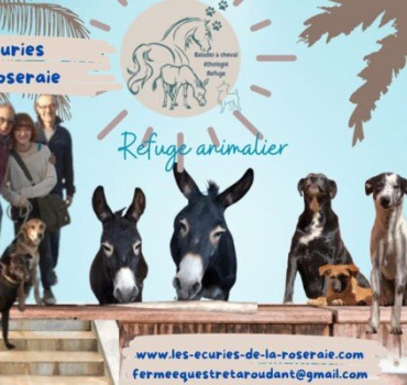 La cagnotte solidaire pour les animaux du refuge
