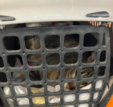 Mon chat s’est fait renverser par une voiture