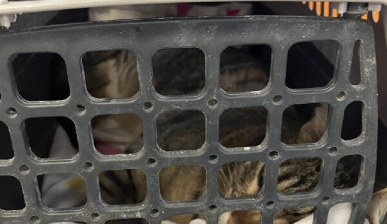 Mon chat s’est fait renverser par une voiture