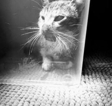 pour le chat accidenté de Paris