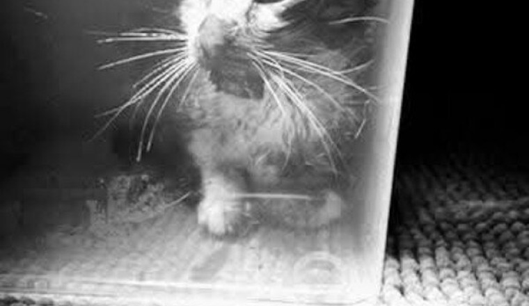 pour le chat accidenté de Paris