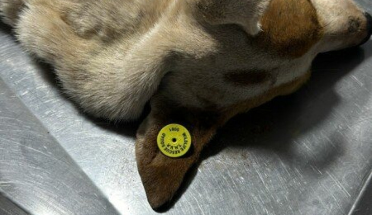 Programme TNVR chiennes et chiens d’Oumnass